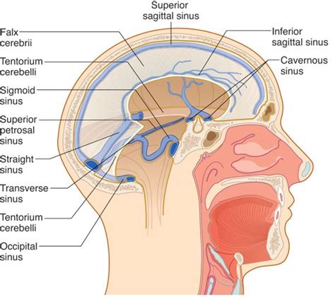 Dural Venous Sinuses Sinusitis Medical Information Anatomy Study