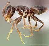 Ant Control For House Pictures
