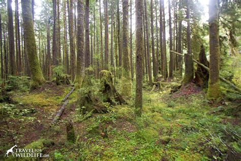 Video Camera Trapping In The Great Bear Rainforest