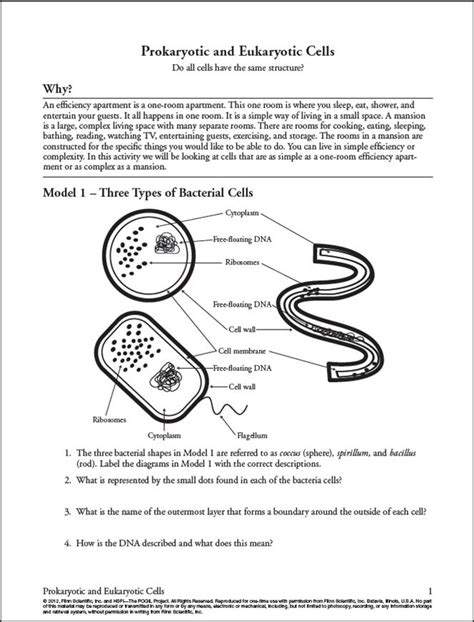 Prokaryotic And Eukaryotic Cells Worksheet Answer Key Pdf

