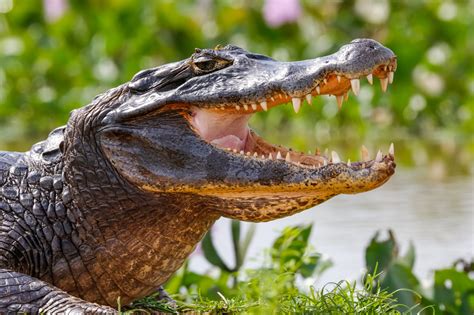 Close Up Of A Black Caiman Profile With Open Mouth Against Defoc