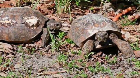 Endangered Gopher Tortoises In Naples Florida Youtube