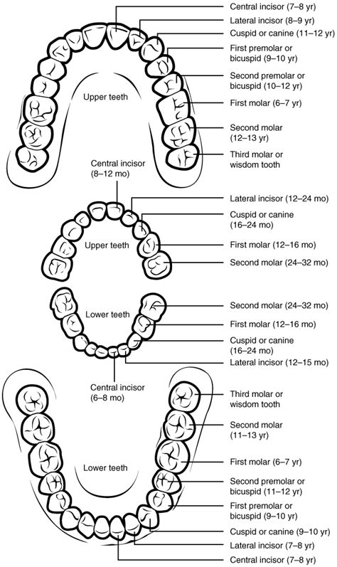 Module Oral Cavity And Taste Anatomy EReader