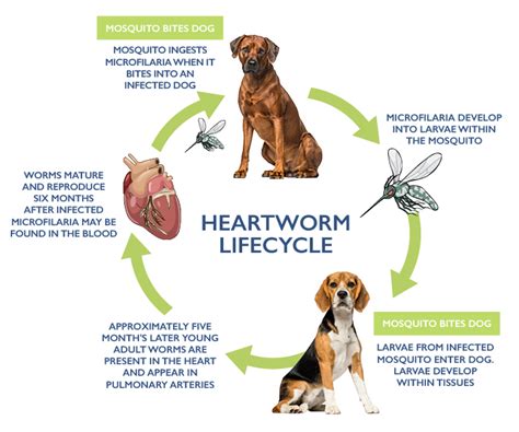 But did you know cats can easily become infected with heartworms? Heart Healthy Fund : Saint Frances Animal Center