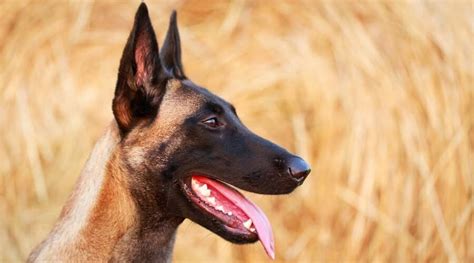 The elite k9!the best of belgian malinois! Belgian Malinois Dog Breed Information: Facts, Traits ...