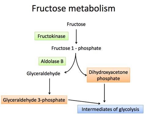 Biochemistry L 34 Metabolism Of Fructose And Galactose Flashcards Quizlet