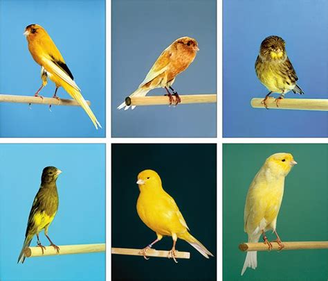 Cute Bird Lovers Various Types Of Canaries Complete With Pictures