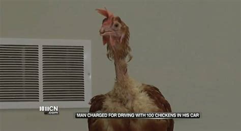 Nebraska Man Sentenced To 180 Days In Jail For Driving Drunk With Car Full Of Chickens New