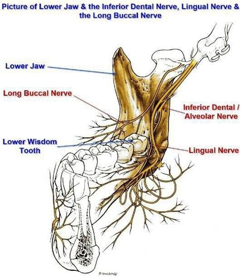 Dentaltown Dental Anatomy Picture Of Lower Jaw And The Inferior