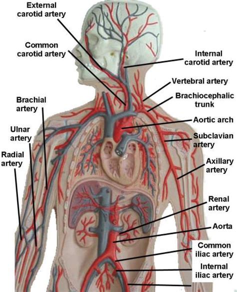 Image Result For Vessel Anatomy Labeled Models Arteries And Veins