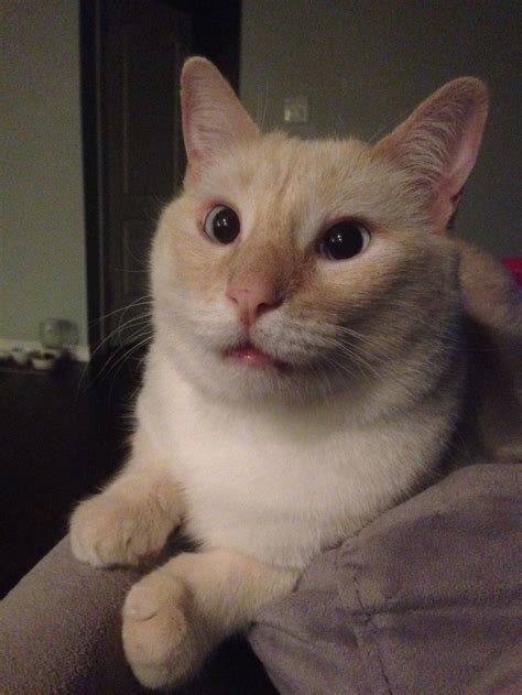 Cross Eyed Cat Cross Eyed Cat Cats Make Funny Faces