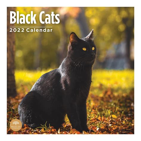 Buy 2022 Black Cats Wall Calendar By Bright Day 12 X 12 Inch Kitten