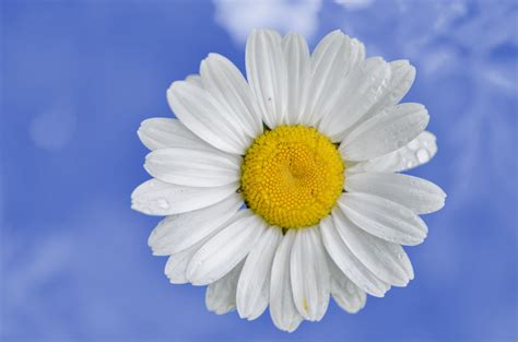 Daisy Flower Blue Sky Free Stock Photo Public Domain Pictures