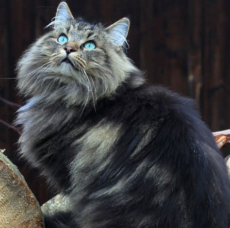 14 Long Haired Cat Breeds To Love And Breed Profiles