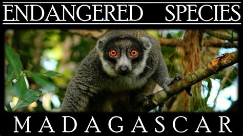 Endangered Species In Madagascar Youtube