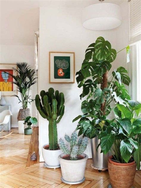 10 Lush Indoor Plants Ideas To Decorate Your Home