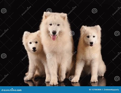 Samoyed Dogs Isolated On The Black Background Stock Photo Image Of