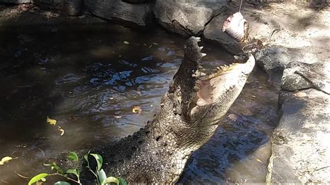 Saltwater Crocodilecrocodylus Porosus Feeding 5 Remake Travel Nick