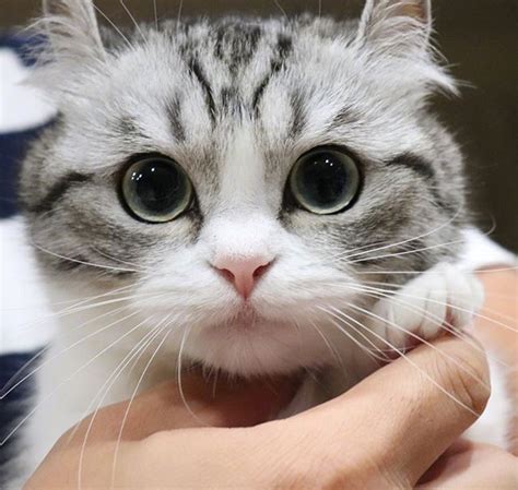Cute Cat Breeds With Big Eyes Pets Lovers