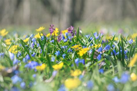Closeup Spring Forest Glade With Flowers Stock Photo Image Of