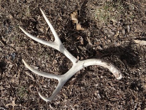 Shedding Light On Shed Antler Hunting Jax Beach Surf Fishing