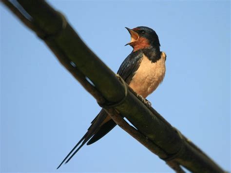 Zwaluw Google Zoeken Zwaluwen Vogels