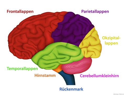 Wenn Das Gehirn Wächst Steigt Der Iq Medizin Aspekte
