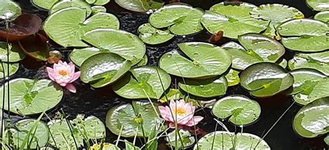 Lily Pad Pond Photograph By Charlotte Gray Fine Art America