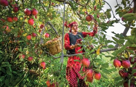 Apple Orchards Shimla Himachal Pradesh Hp Shiva Project Himachal