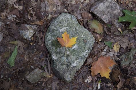 Free Picture Big Rock Texture Rocks Leaves Fall Foliage Autumn