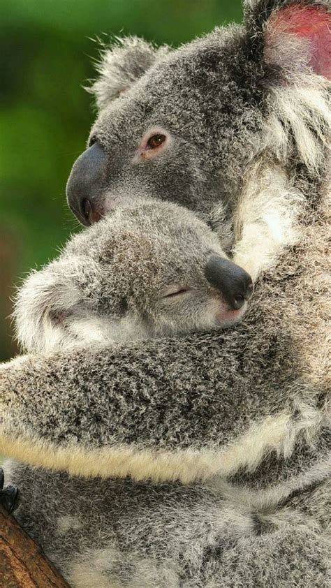 Pin By Alena Stambaugh On ♧ Nature All Creatures ♧ Koala