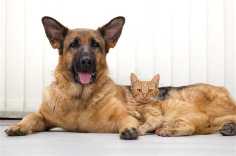 Are german shepherds good with cats? German Shepherd Dog And Cat Together Cat And Dog Together ...