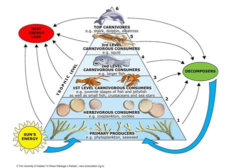 Blank Food Chain Pyramid