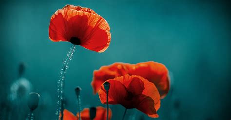 November poppies - their poignant history and interesting facts
