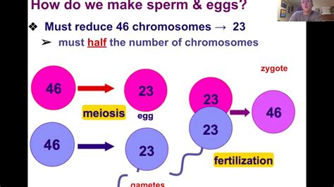Meiosis A Source Of Genetic Variation In Sexual Reproducers Youtube