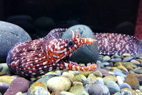 Dragon Eel For Sale Enchelycore Pardalis Top Care Facts