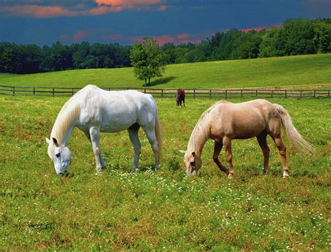 Grazing Horses In Flower Meadow Photograph By Daveda Lamont Tadeushuk