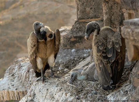 Interesting Facts About Vultures Just Fun Facts