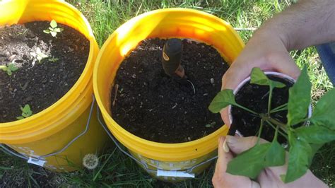 Transplanting Peppers Into 5 Gallon Buckets Youtube