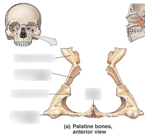 Palatine Bone Diagram Quizlet
