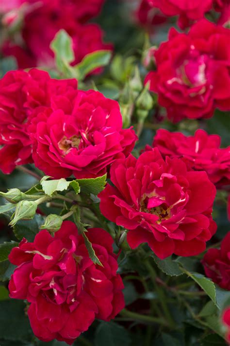 Coral drift rose bushes feature bright orange / coral flowers and bloom hard from early spring until hard frost. Buy Red Drift Groundcover Rose For Sale Online From Wilson ...