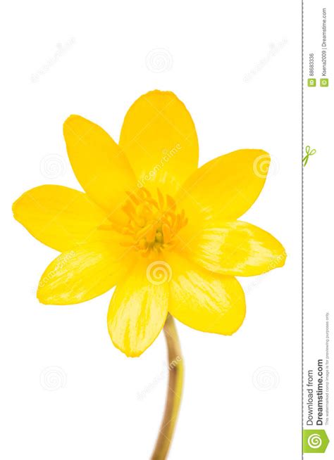 Yellow Spring Flower Isolated Stock Photo Image Of Isolated Flores