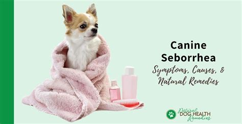 Canine Seborrhea Causes Symptoms And Natural Home Remedies