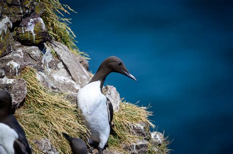 Scottish Seabirds Backcountry Gallery Photography Forums