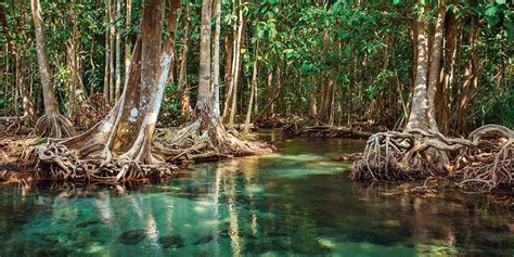 We did not find results for: Sinking Emissions: The Role of Tropical Mangrove Forests ...