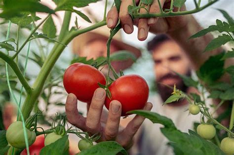 بخطوات بسيطة طريقة زراعة الطماطم في المنزل أهل مصر
