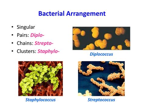 Classification And Bacteria