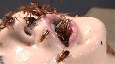 Insects In Pussy Porn Telegraph