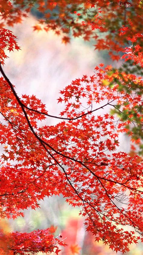 Red Maple Wallpapers Top Free Red Maple Backgrounds Wallpaperaccess