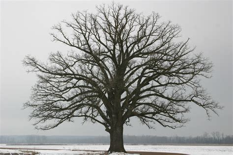 Winter Tree Care Tips Full Circle Tree And Shrub